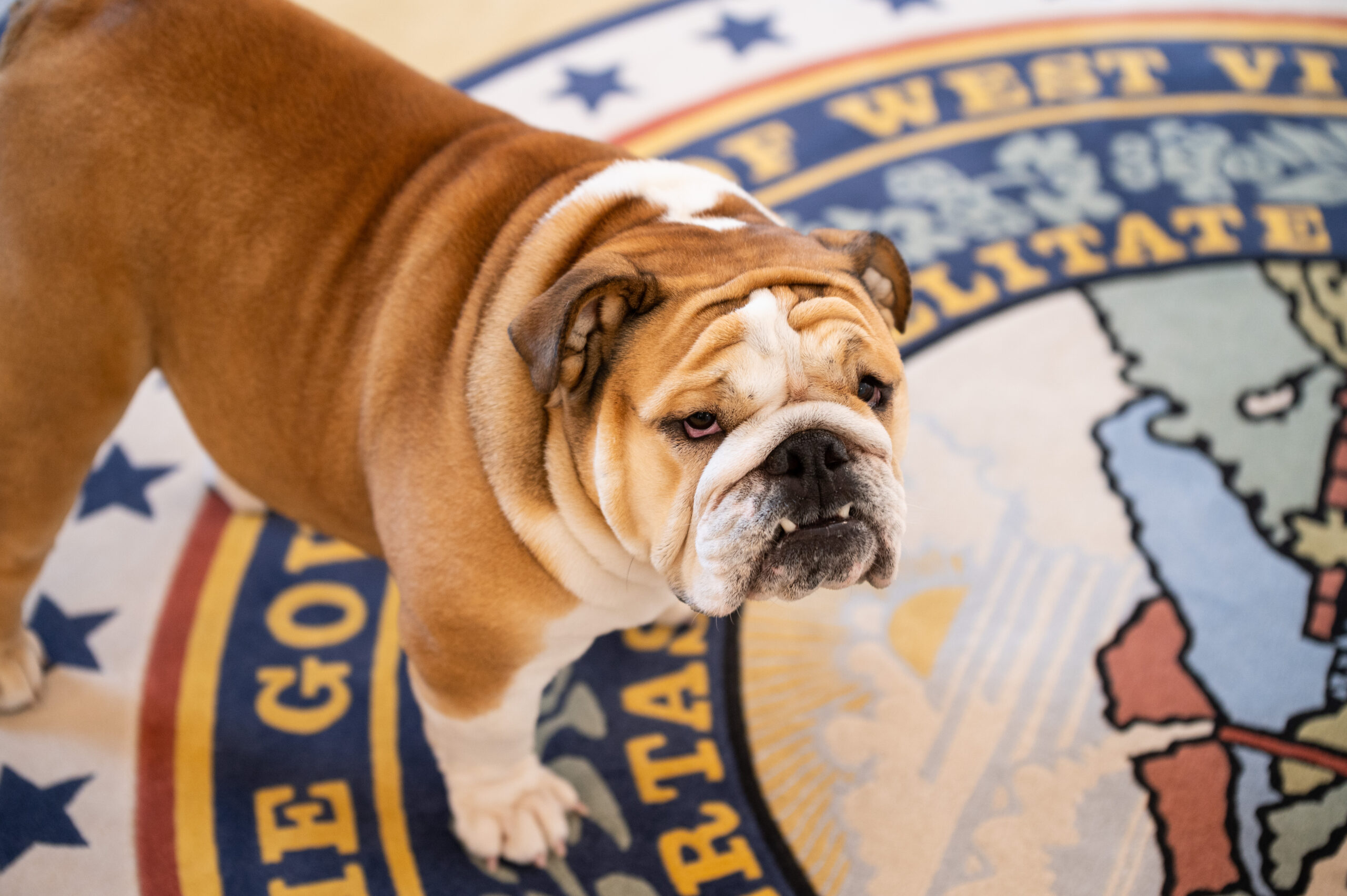 Justice launches Babydog Round 3, for ages 5-18; prizes include educational savings funds